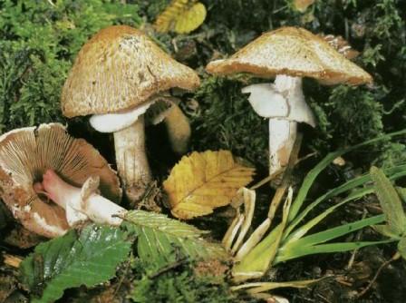   Agaricus silvaticus